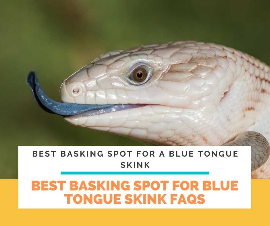 The Best Basking Spot For Blue Tongue Skink FAQs