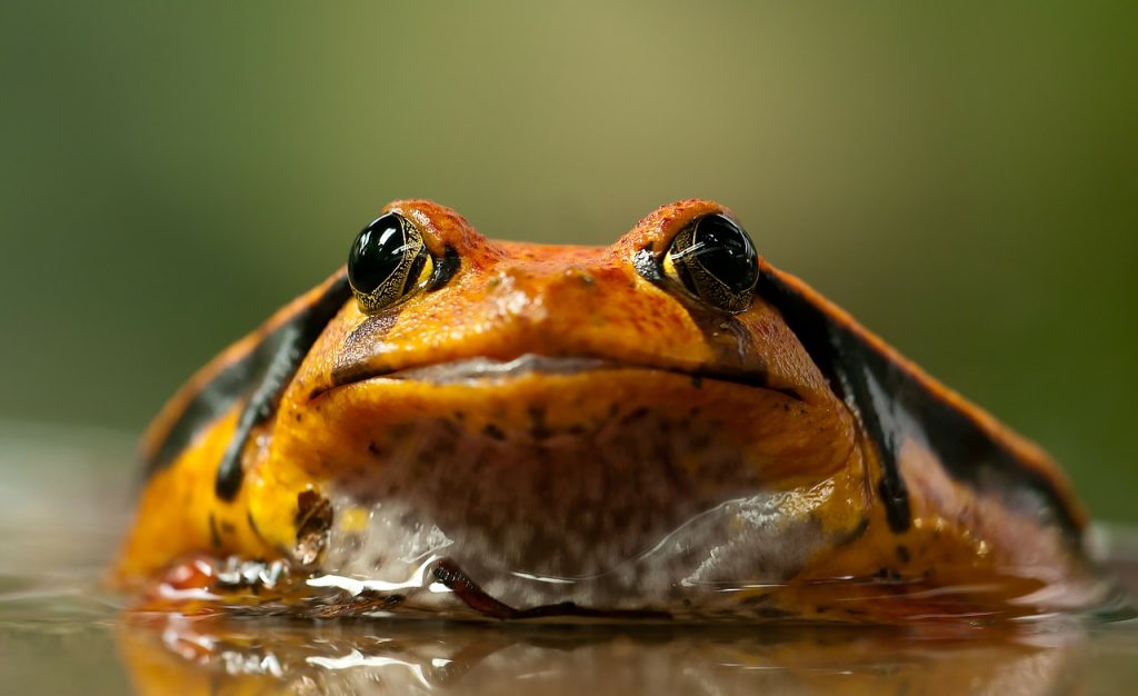 Tomato Frog in the Wild
