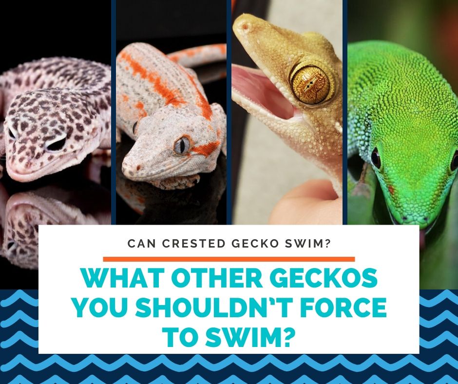 What Other Geckos You Shouldn't Force To Swim?