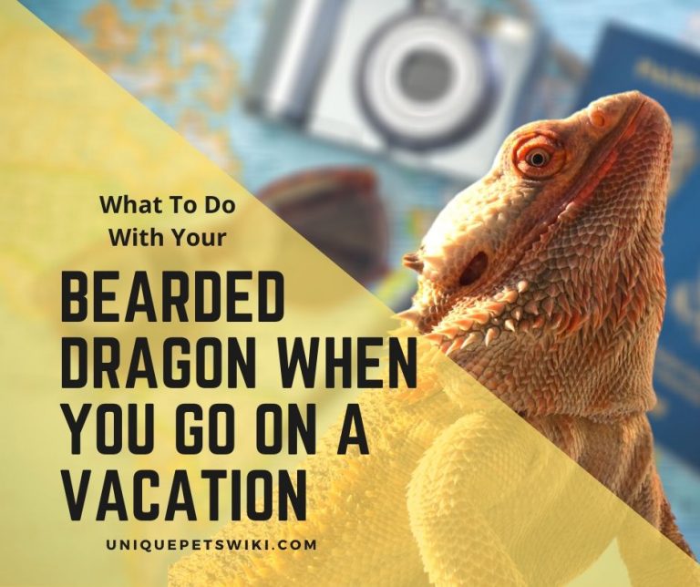 What To Do With Your Bearded Dragon When You Go on Vacation?