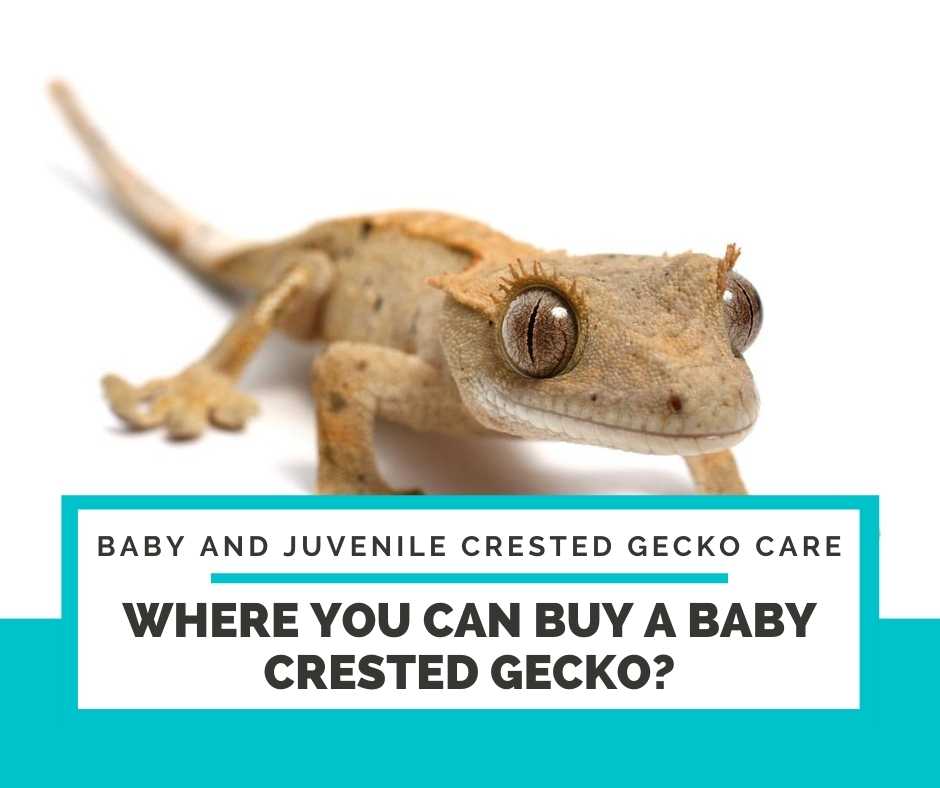Where You Can Buy A Baby Crested Gecko?