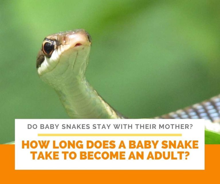 Do Baby Snakes Stay With Their Mother?