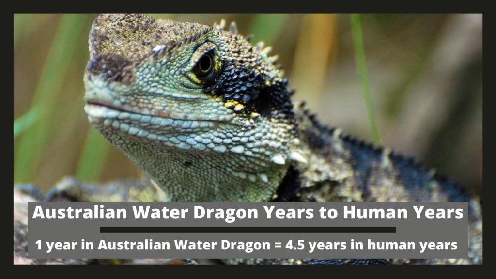 Australian Water Dragon Years to Human Years