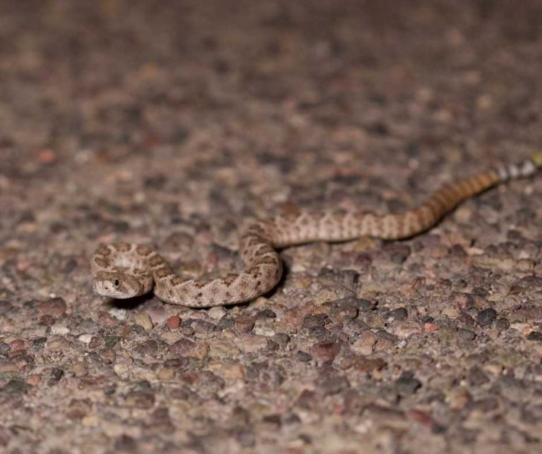 TOP 04 Baby Snakes that Look Like Worms Number One Is Extremely Small