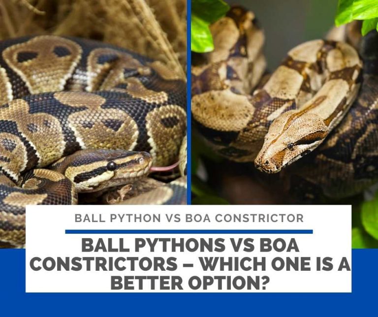 Ball Python Vs Boa Constrictor: Battle of the best pet snake!