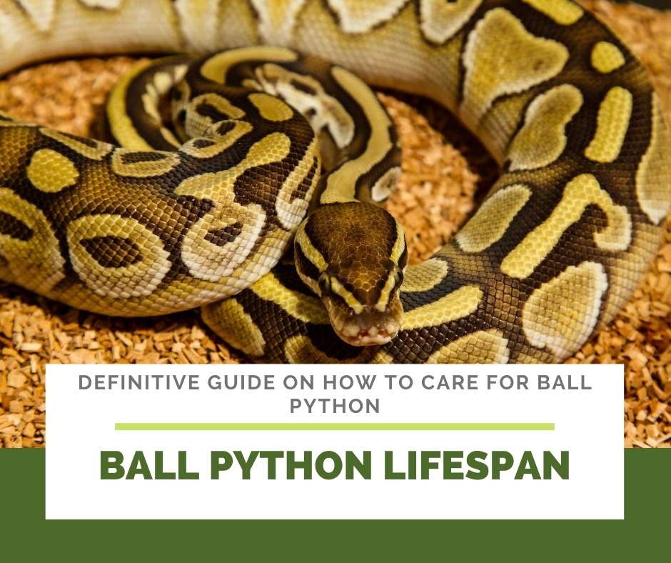 Ball Python Lifespan