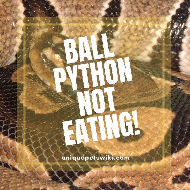 ball python not eating: take action!