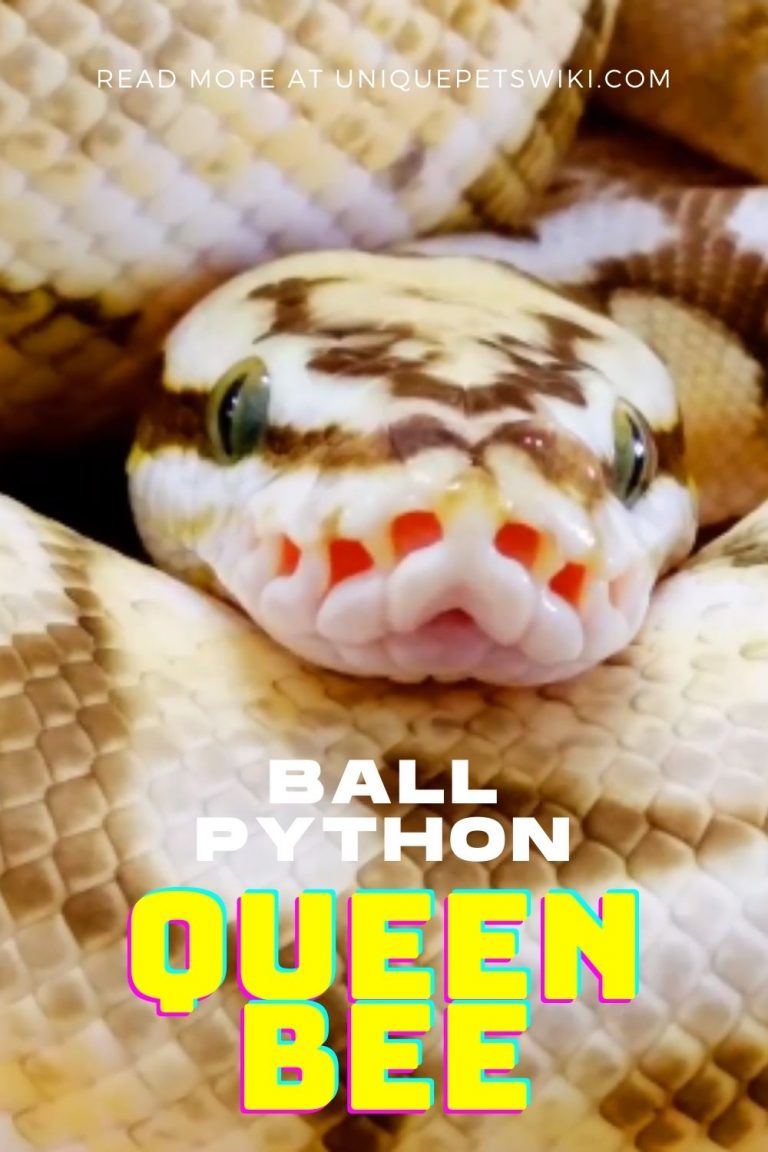 Ball Python Queen Bee: A Complete Guide With Pictures And Facts