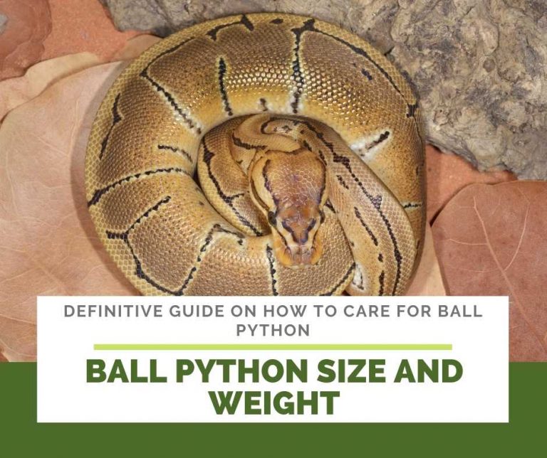 Definitive Guide on How to Care For Ball Pythons (Python Regius)