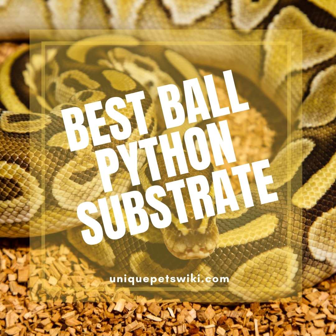 forest floor bedding for ball python