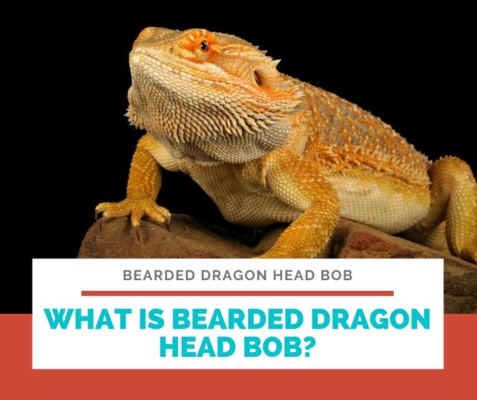 What Is Bearded Dragon Head Bob?
