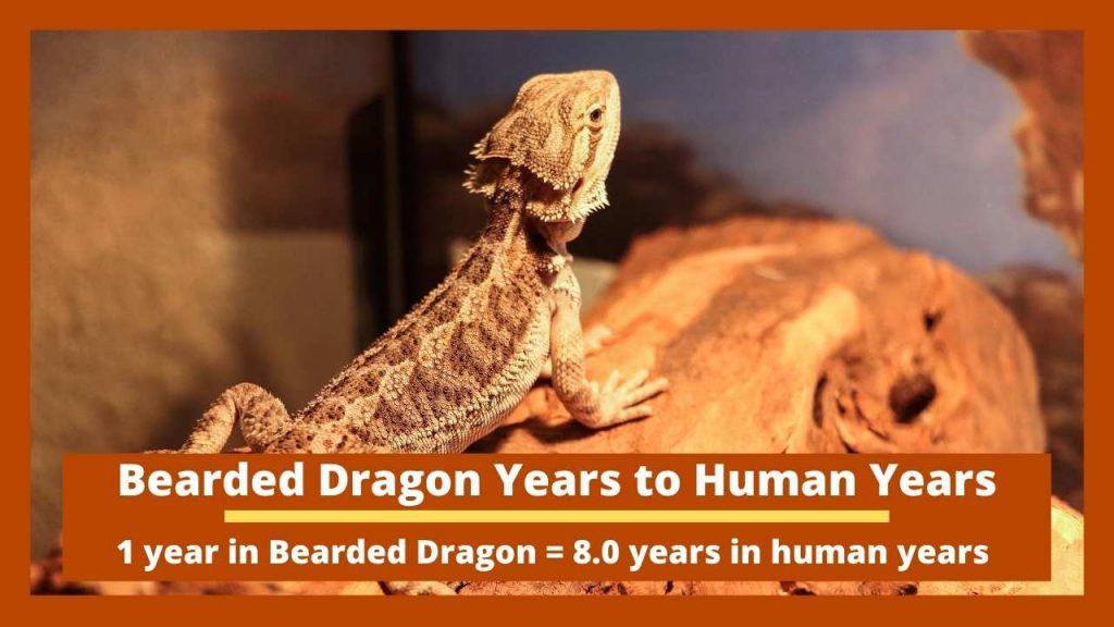 Bearded Dragon Years to Human Years