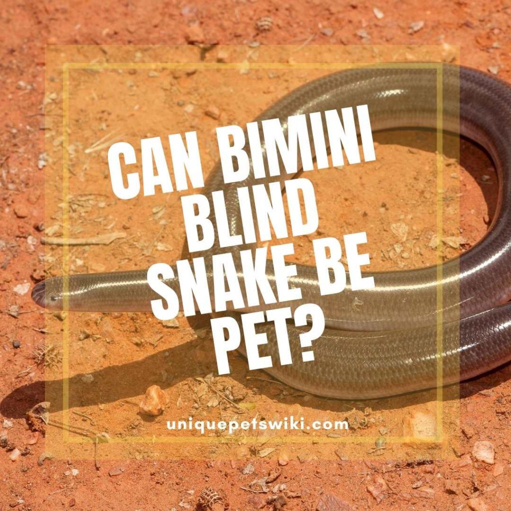 Can Bimini Blind Snake be pet?