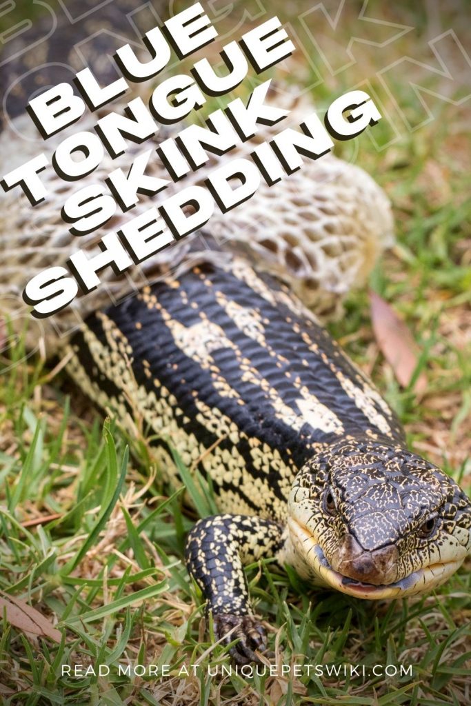Blue Tongue Skink Shedding Pinterest Pin