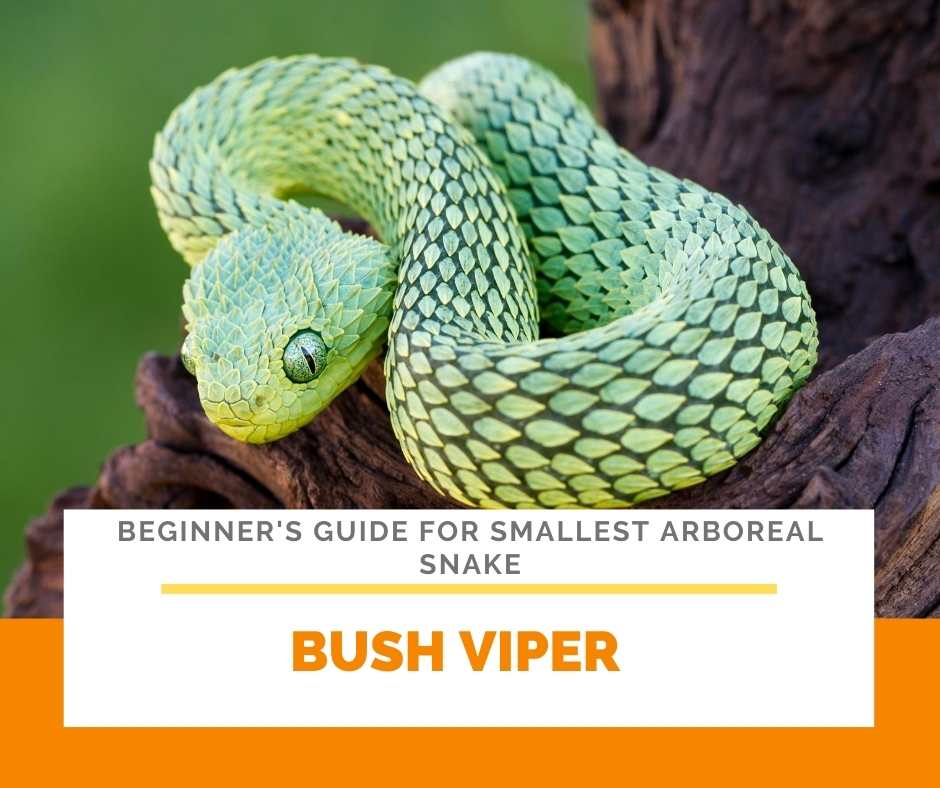 Bush Viper