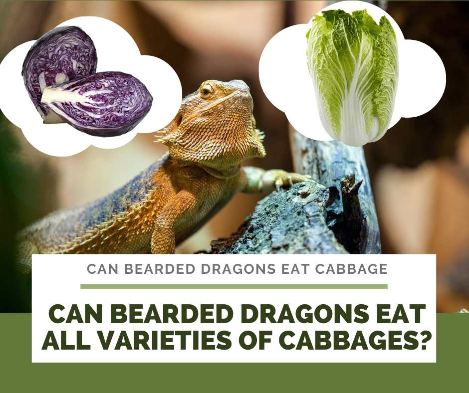 Can Bearded Dragons Eat All Varieties Of Cabbages?
