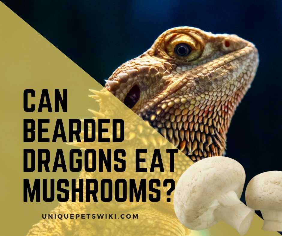 Can Bearded Dragons Eat Mushrooms?