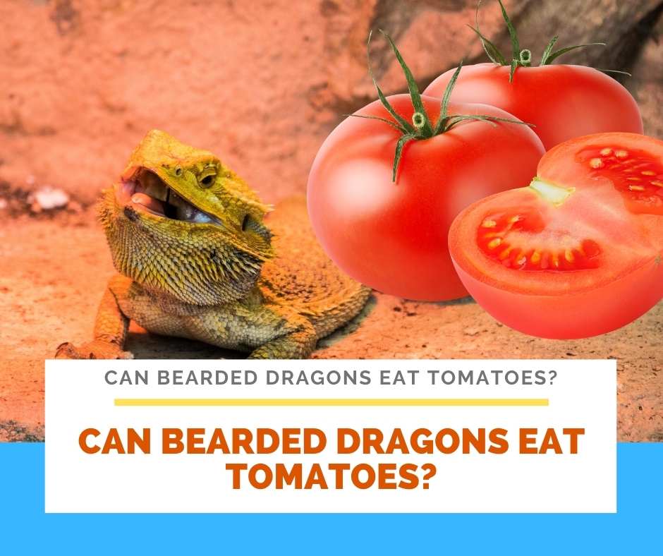 Can Bearded Dragons Eat Tomatoes?