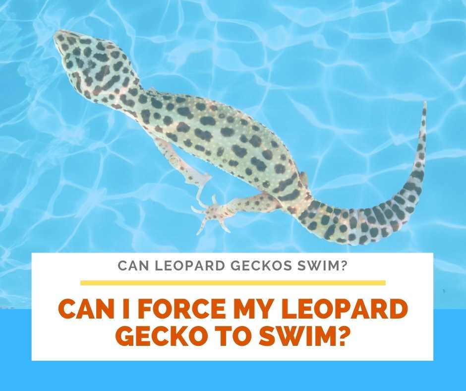Can I Force My Leopard Gecko To Swim?