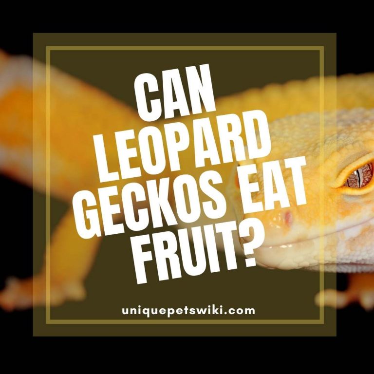 Can Leopard Geckos Eat Fruit? What not to feed them