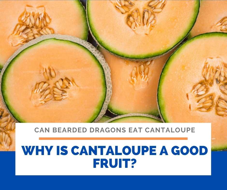 Why Is Cantaloupe A Good Fruit?