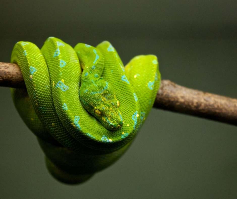 Climbing on a rope is no different in climbing on a branch