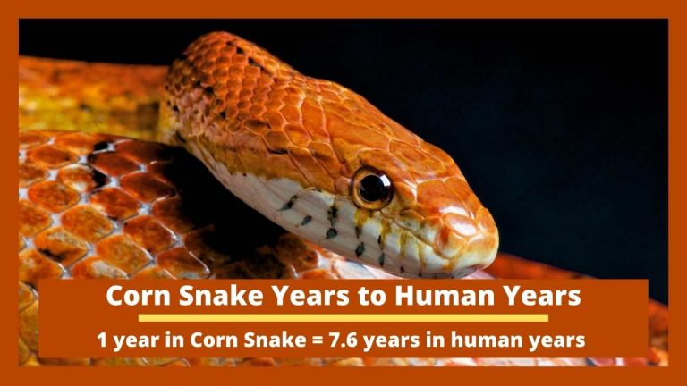 Original Reptile Years to Human Years Calculator