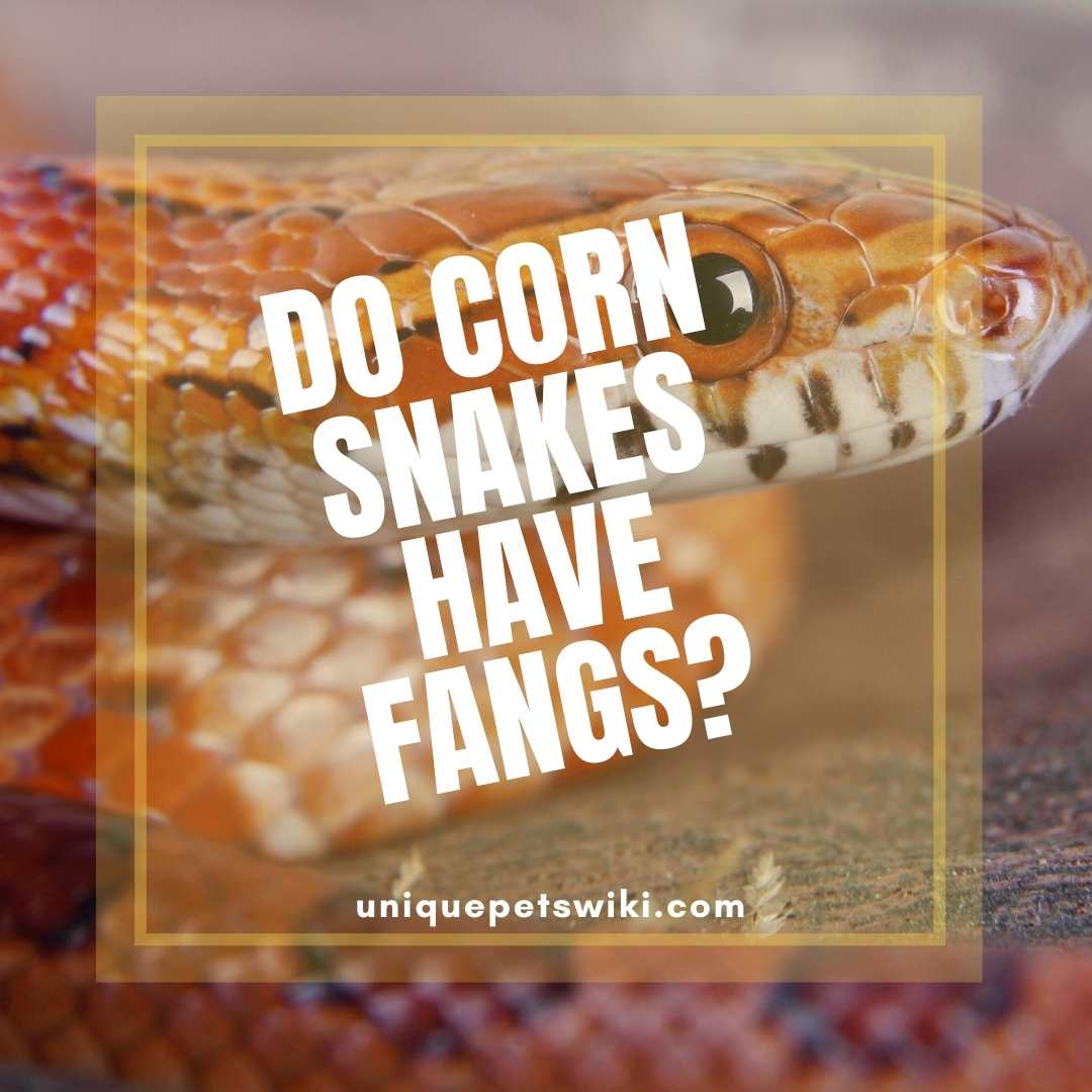 do-corn-snakes-have-fangs