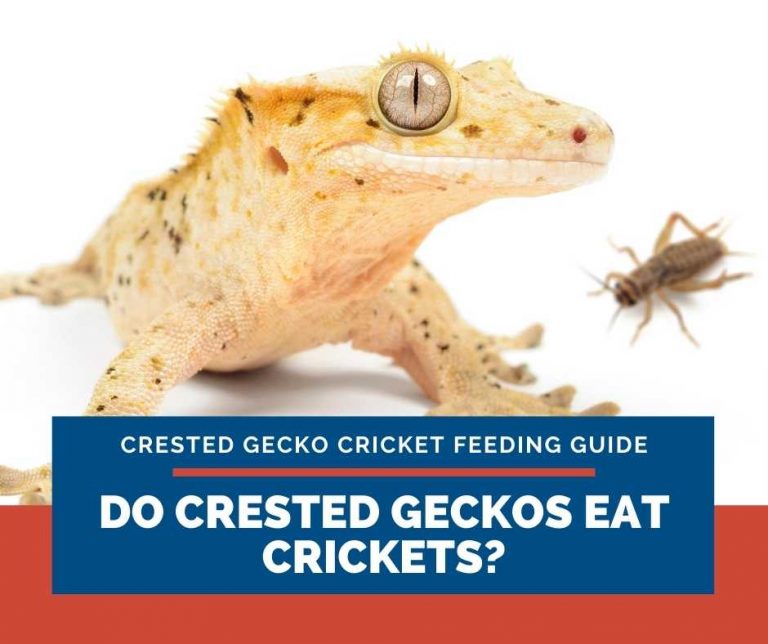 Crested Gecko Cricket Feeding Guide Do It Right!