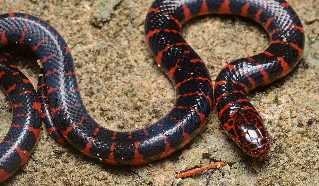 Eastern Mud Snake