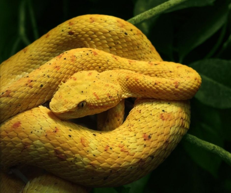The Eyelash Viper