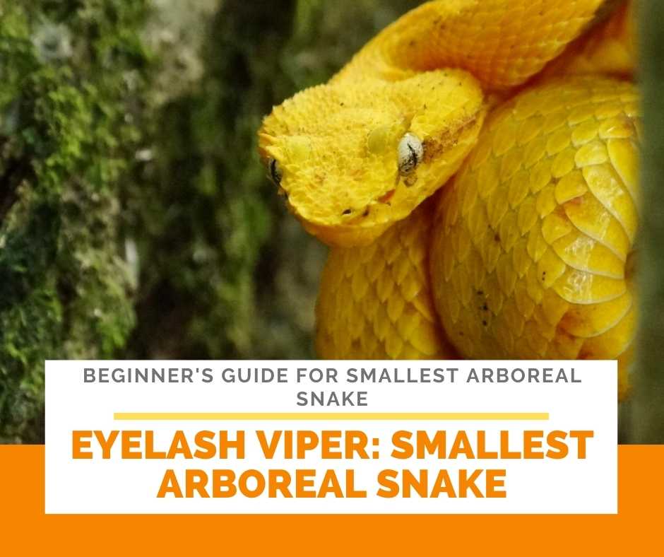 Eyelash Viper