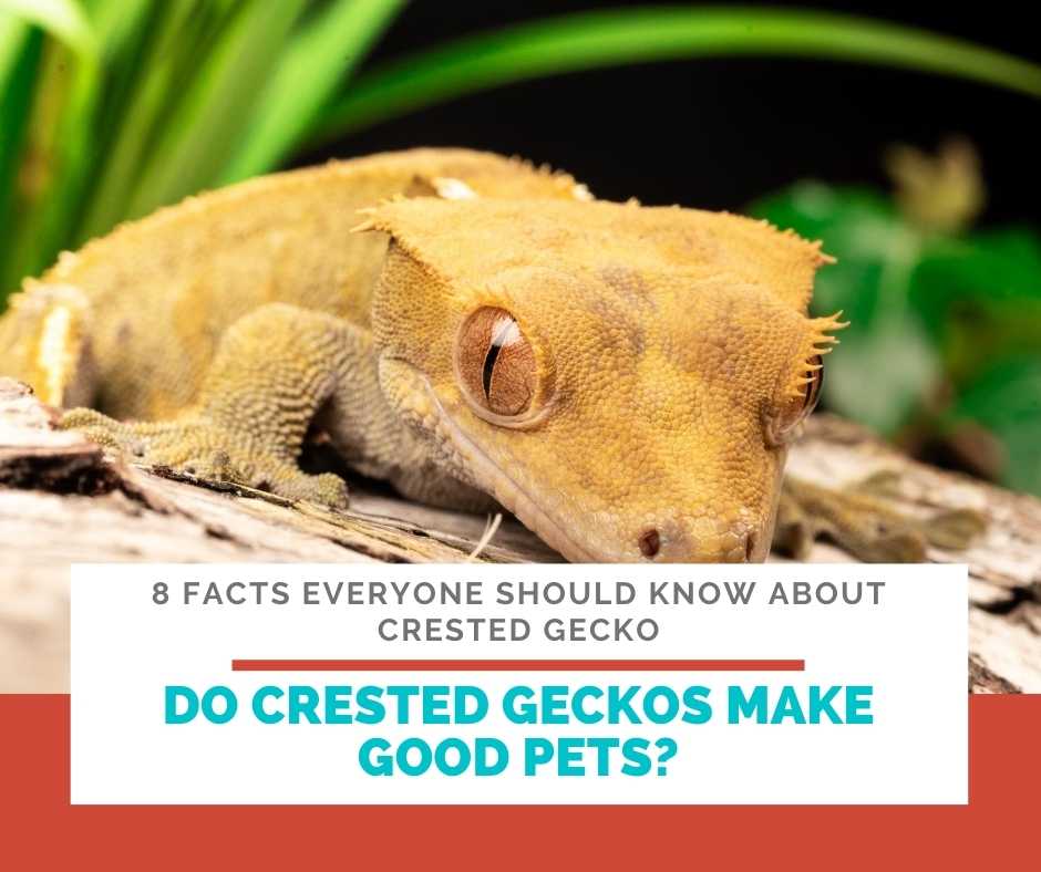 Do Crested Geckos Make Good Pets?