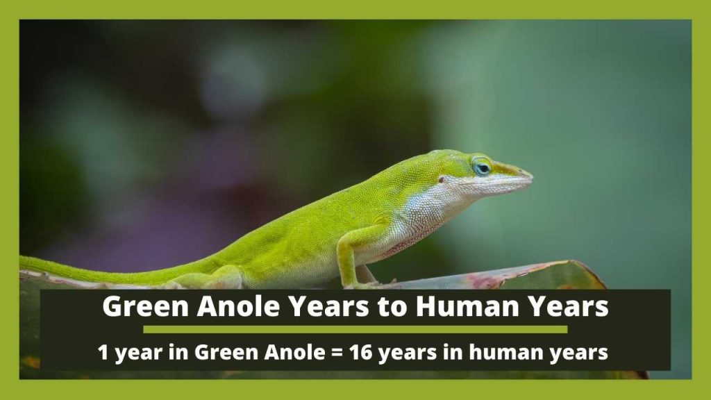 Green Anole Years to Human Years