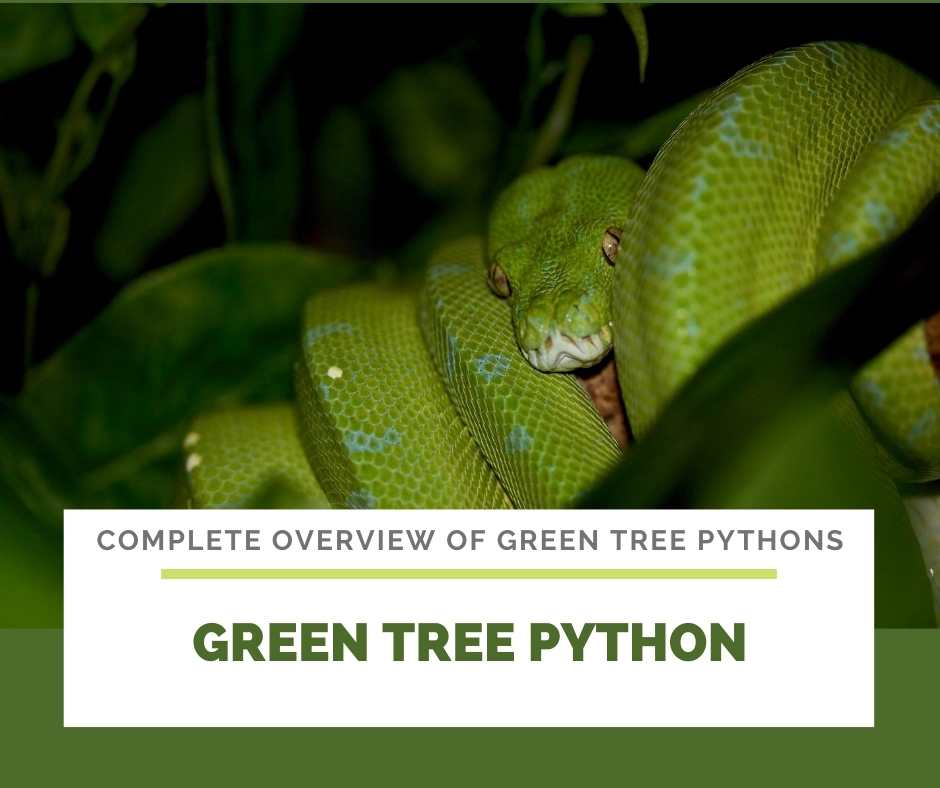 Green Tree Python