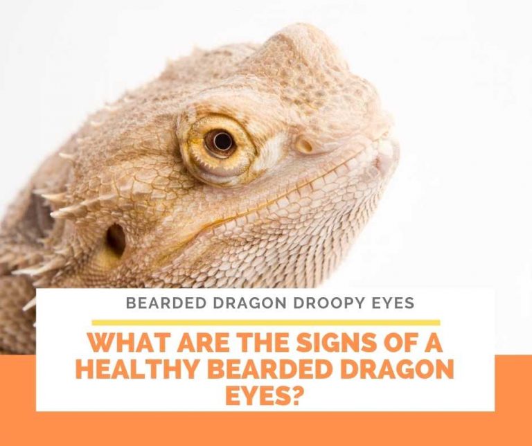 Bearded Dragon Droopy Eyes Health at risk