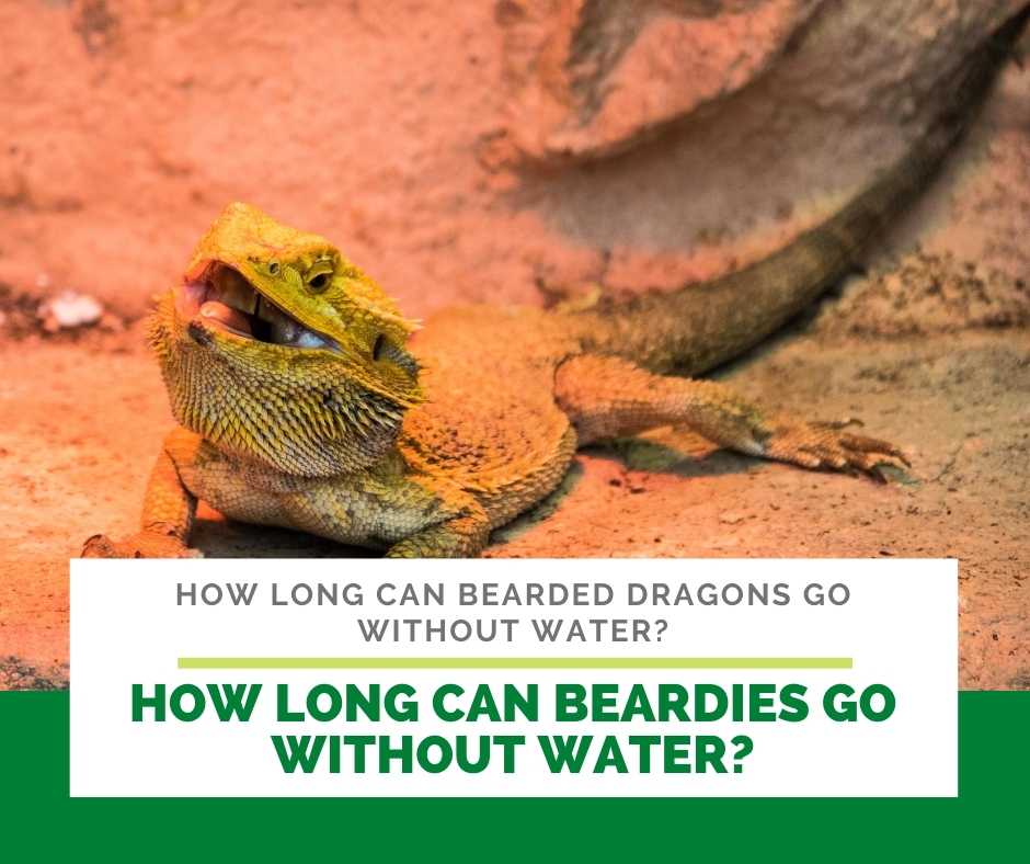 How Long Can Beardies Go Without Water?