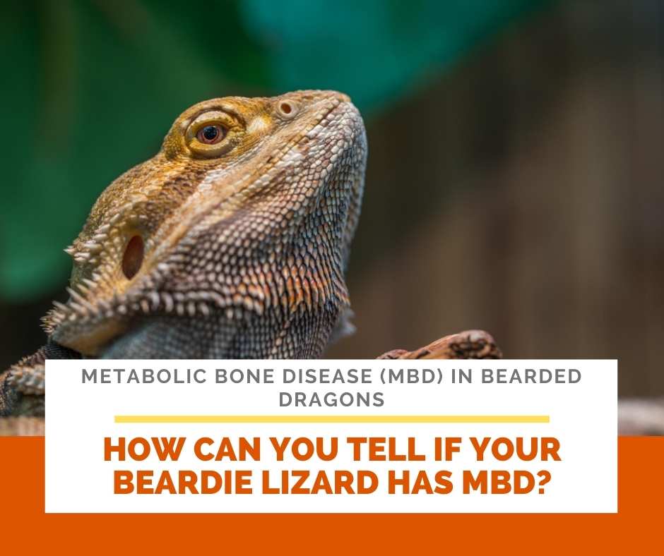 How Can You Tell If Your Beardie Lizard Has MBD?