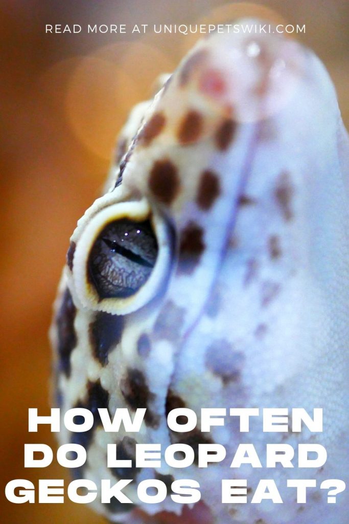 How Often Do Leopard Geckos Eat Pinterest Pin