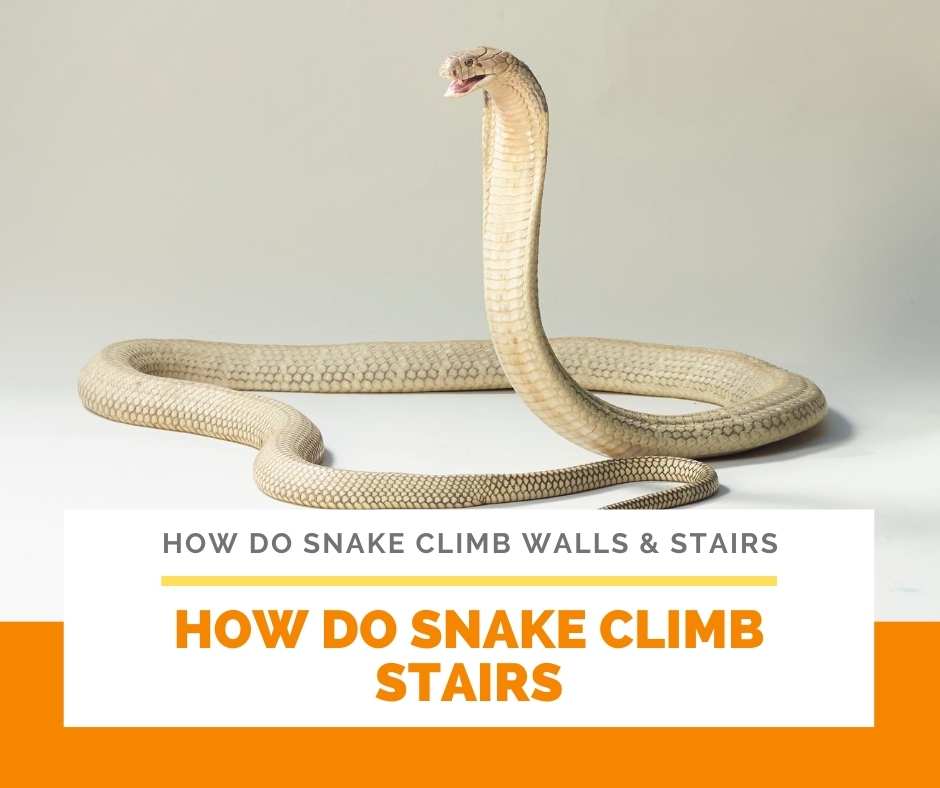 How Do Snake Climb Stairs