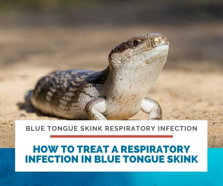 How To Treat A Respiratory Infection In Blue Tongue Skink