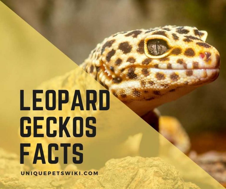10 Leopard Geckos Facts You Probably Did not know