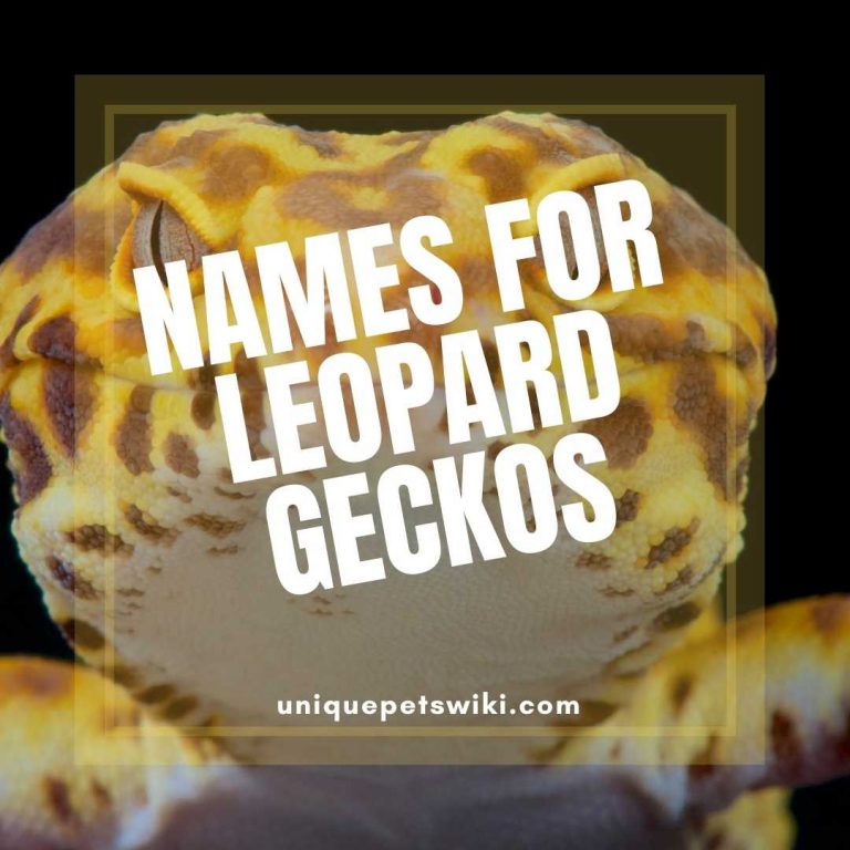 350+ Names for Leopard Geckos Male & Female, Fun, Unisex, Foodrelated