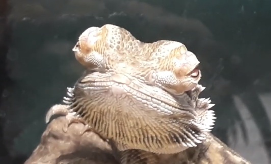 Bearded dragon eye bulge