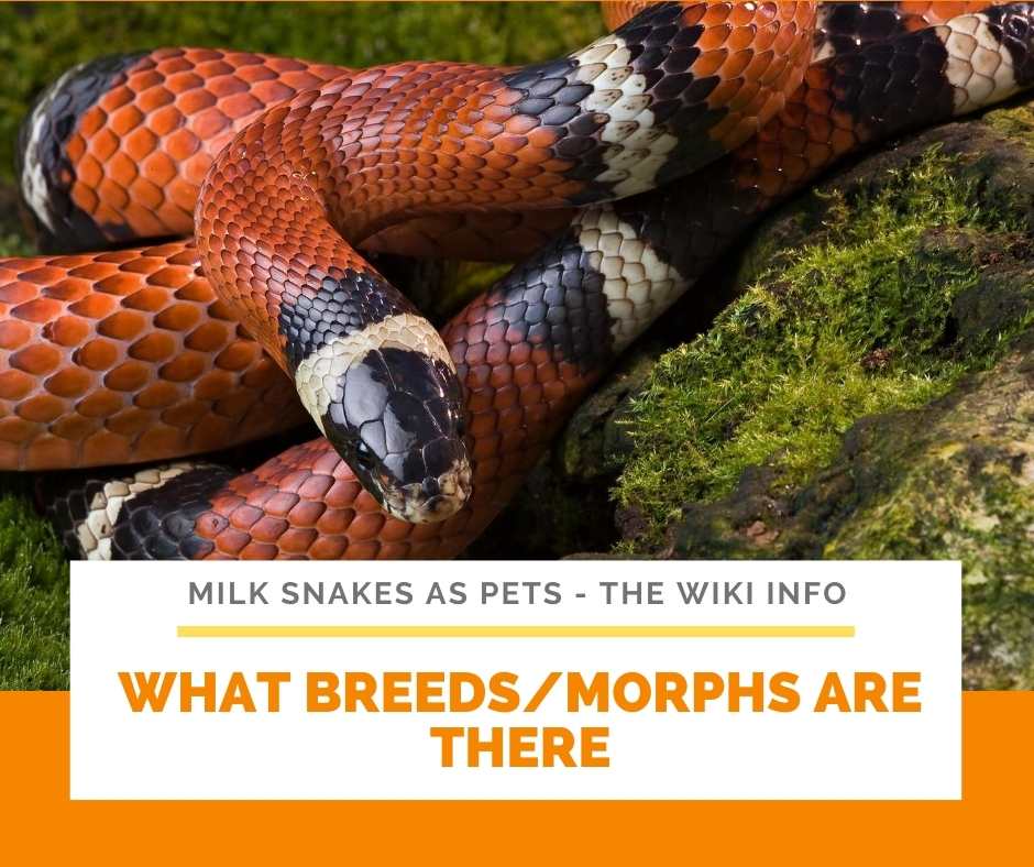 What Breeds/Morphs Are There