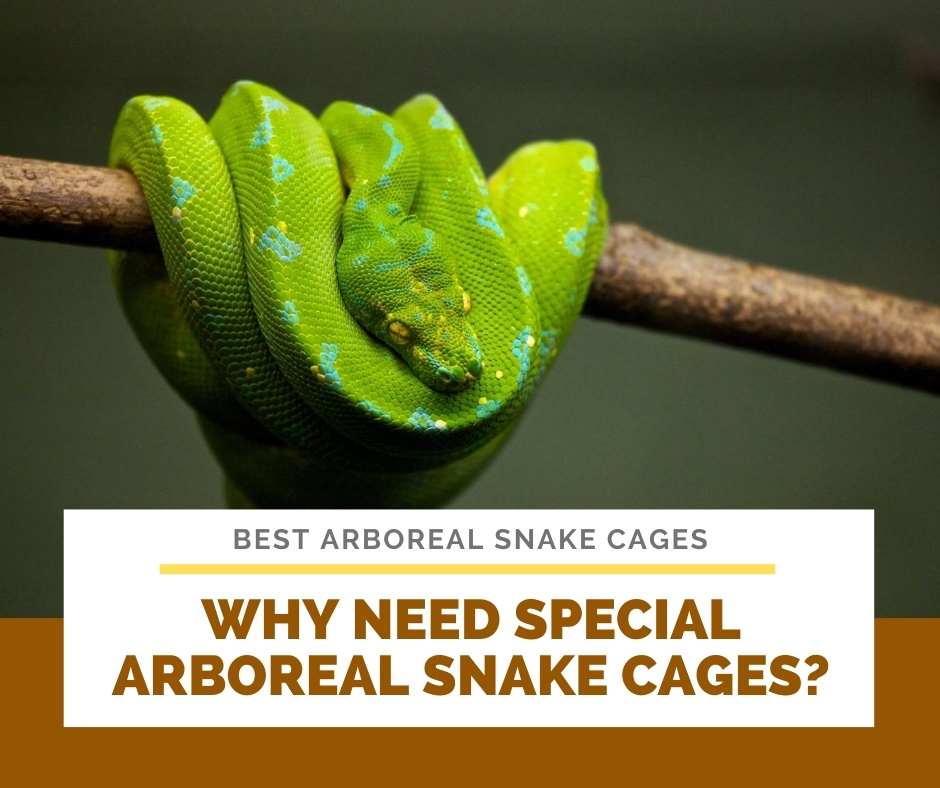Why Need Special Arboreal Snake Cages?
