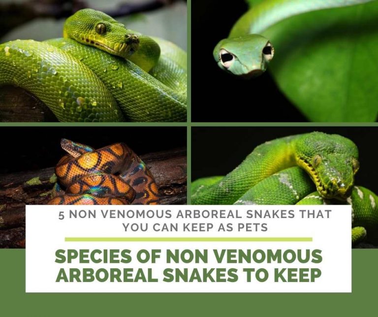 What are non venomous snakes picture