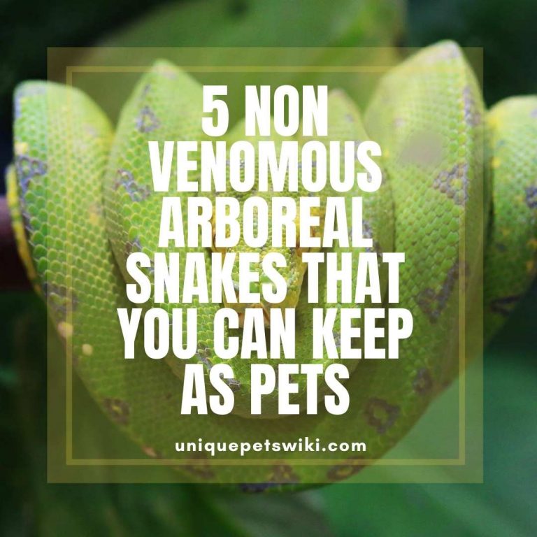 5 Non venomous Arboreal Snakes That You Can Keep As Pets