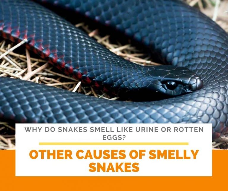 Why do Snakes Smell Like Urine or Rotten Eggs?