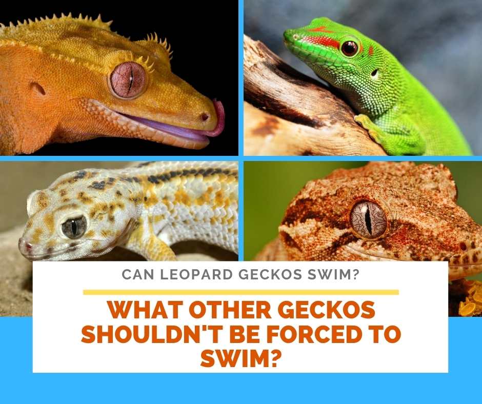 What Other Geckos Shouldn't Be Forced To Swim?